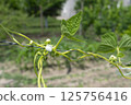 Young stalks of a string bean in blossom 125756416