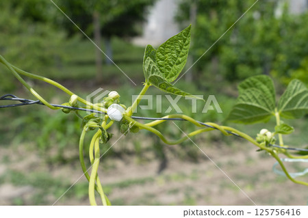 Young stalks of a string bean in blossom 125756416