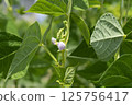 Young stalks of a string bean in blossom 125756417