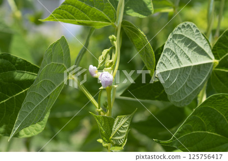 Young stalks of a string bean in blossom 125756417