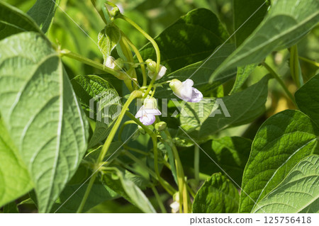 Young stalks of a string bean in blossom 125756418