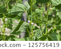 Young stalks of a string bean in blossom 125756419