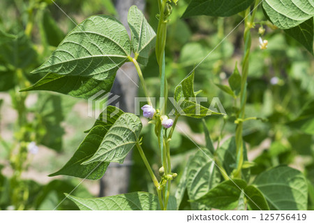 Young stalks of a string bean in blossom 125756419