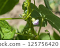 Young stalks of a string bean in blossom 125756420