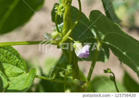 Young stalks of a string bean in blossom 125756420