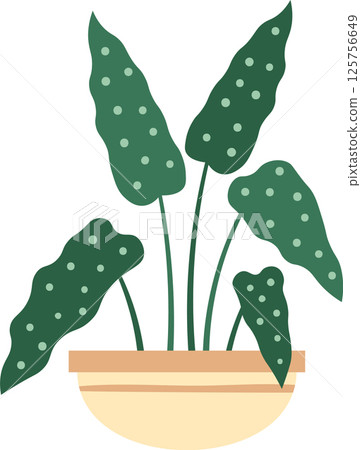 Tropical potted alocasia houseplant featuring large, wavy, dark green leaves adorned with light green spots, adding a touch of nature and elegance to interior spaces 125756649