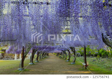 The best wisteria in Japan in full bloom The best wisteria in Japan in full bloom 125756741