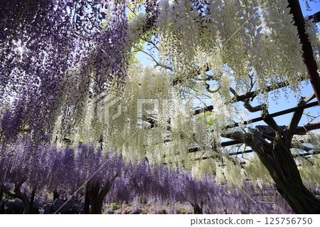 日本最佳紫藤花盛開 125756750