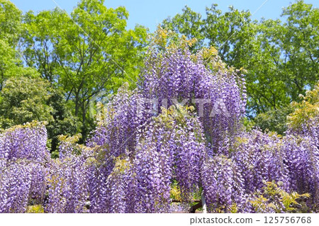 日本最佳紫藤花盛開 日本最佳紫藤花盛開 125756768