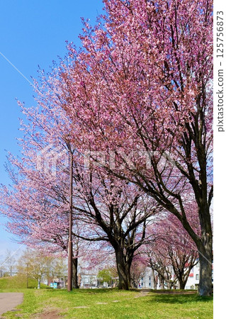 馬場公園的春日陽光“櫻花與藍天” 125756873