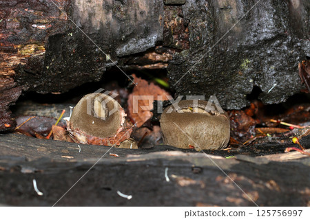A hairy mushroom, Pueraria lobata, looks just like a kiwi fruit (macro flash photography in natural environment) A hairy mushroom, Pueraria lobata, looks just like a kiwi fruit (macro flash photography in natural environment) 125756997