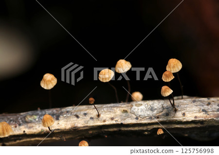 Small Aokibatake mushrooms growing side by side on rotten branches in a spring forest (macro flash photography in natural environment) 125756998
