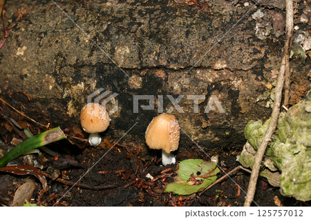 Cute light brown Kokiraratake mushrooms growing on fallen trees beside a forest road (strobe macro photography in natural environment) 125757012