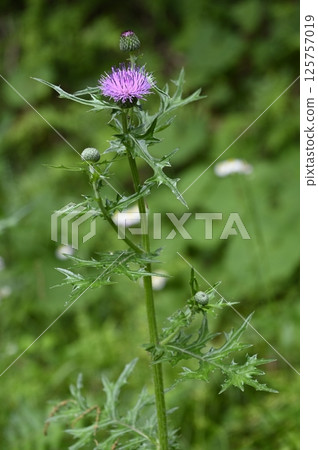 Thistle flowers blooming in the grass 125757019