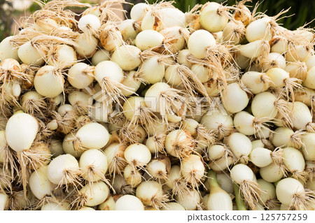 Washed farm heads of onions 125757259