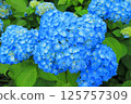 Many blue hydrangeas 125757309