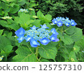 Blue hydrangea 125757310