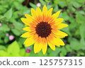 Mini Sunflower 125757315