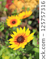 Mini Sunflower 125757316