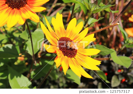 A bee sucking nectar from a mini sunflower 125757317
