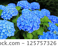 Many blue hydrangeas 125757326