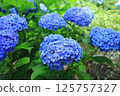 Many blue hydrangeas 125757327