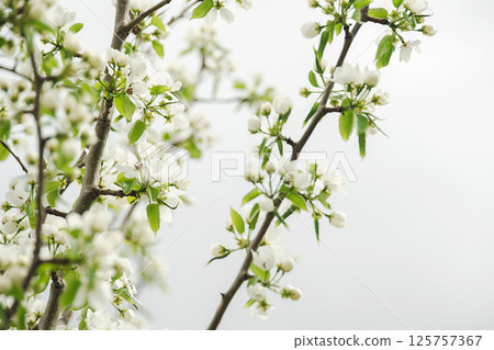 White Flower Blossom on Tree Branches Against Bright Background. Spring Nature and Garden Concept. White Flower Blossom on Tree Branches Against Bright Background. Spring Nature and Garden Concept. 125757367