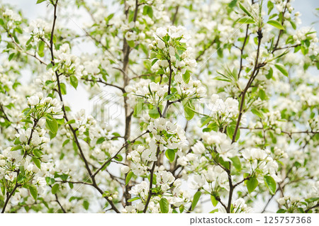 Lush Branches of Blooming Fruit Tree Covered of Small White Flower Blossoms. Renewal and Natural Beauty During the Springtime Season. Lush Branches of Blooming Fruit Tree Covered of Small White Flower Blossoms. Renewal and Natural Beauty During the Springtime Season. 125757368