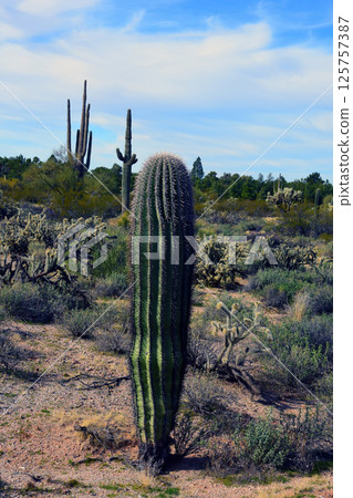 Landscape Sonora Desert Arizona Landscape Sonora Desert Arizona 125757387