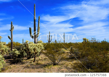 Landscape Sonora Desert Arizona Landscape Sonora Desert Arizona 125757388