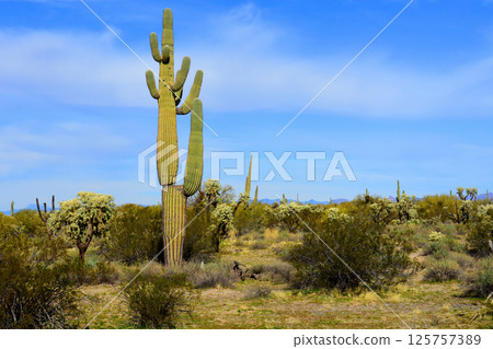 Landscape Sonora Desert Arizona Landscape Sonora Desert Arizona 125757389