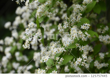 Marboucheia flower Marboucheia flower 125757445