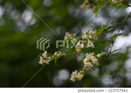 森林邊緣盛開的日本溲疏花 125757561