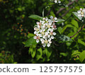 Viburnum 125757575