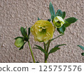 Christmas rose 125757576