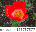 Tulip 125757577