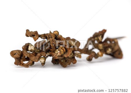 Fleshy fruit stalks of oriental raisin tree or Hovenia dulcis on white. Fleshy fruit stalks of oriental raisin tree or Hovenia dulcis on white. 125757882