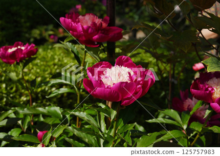 Pink peonies 125757983