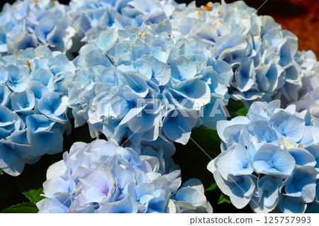 藍色繡球花 125757993