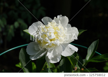 White peony root 125758012