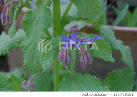 琉璃苣花 琉璃苣花 125758101
