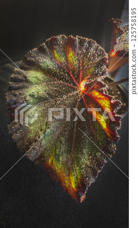 Decorative indoor plants begonias. Interior decoration of the room. 125758195