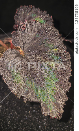 Decorative indoor plants begonias. Interior decoration of the room. 125758196