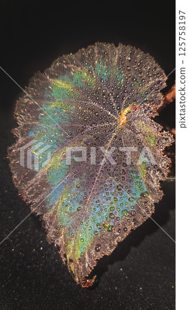 Decorative indoor plants begonias. Interior decoration of the room. Decorative indoor plants begonias. Interior decoration of the room. 125758197