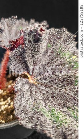 Decorative indoor plants begonias. Interior decoration of the room. 125758198