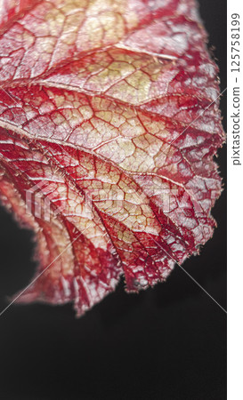 Decorative indoor plants begonias. Interior decoration of the room. 125758199