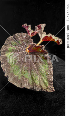 Decorative indoor plants begonias. Interior decoration of the room. 125758200