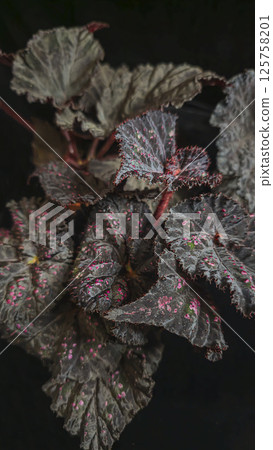 Decorative indoor plants begonias. Interior decoration of the room. Decorative indoor plants begonias. Interior decoration of the room. 125758201