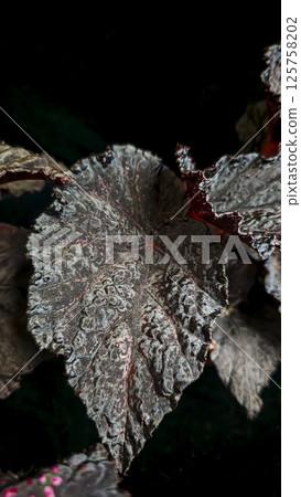 Decorative indoor plants begonias. Interior decoration of the room. 125758202