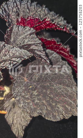 Decorative indoor plants begonias. Interior decoration of the room. 125758203